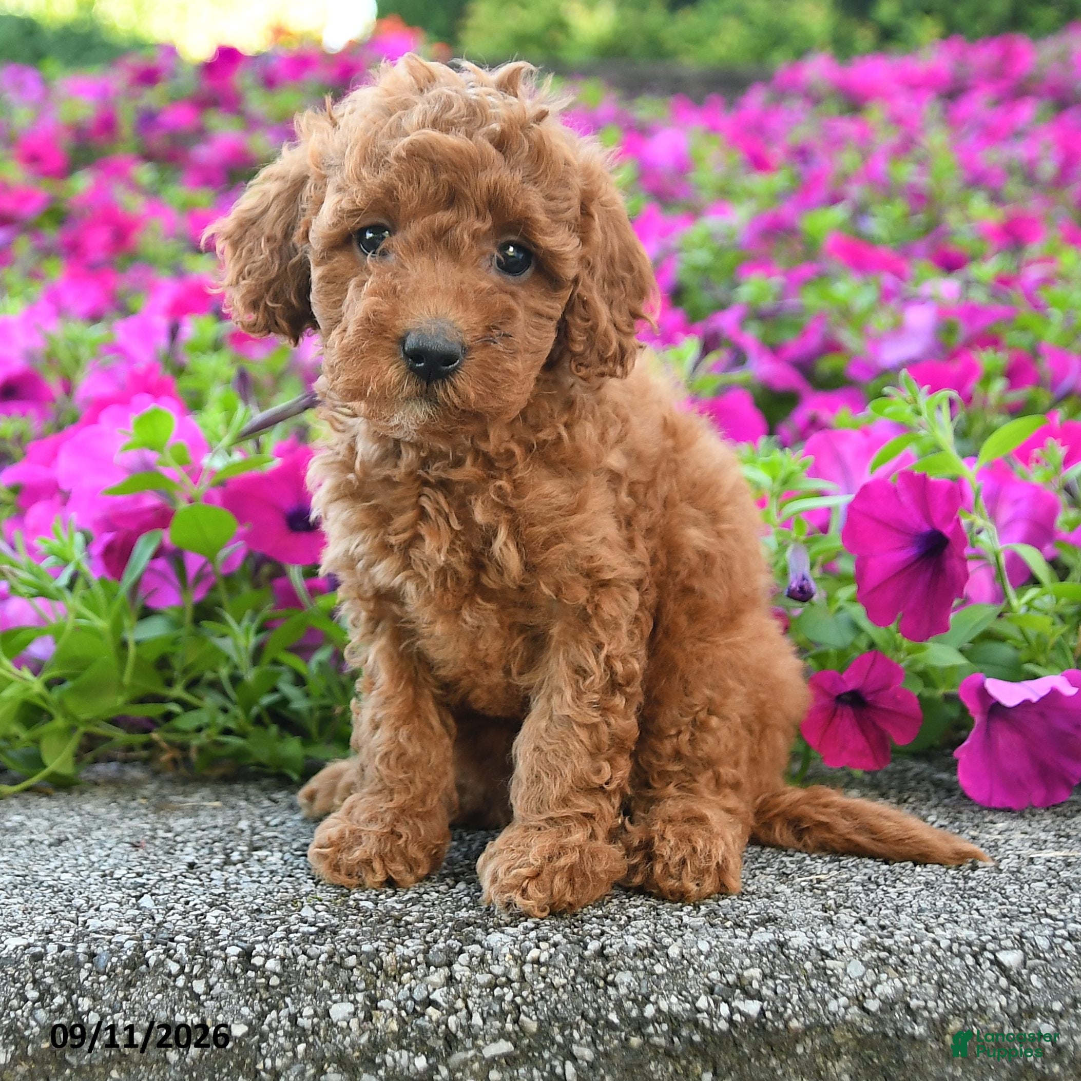 Miniature Poodle dogs Kayla - Ad 2
