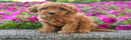 Miniature Poodle dogs for sale: Kayla - Ad 2
