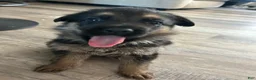 German Shepherd dogs for sale: Lima bean  - Ad 1