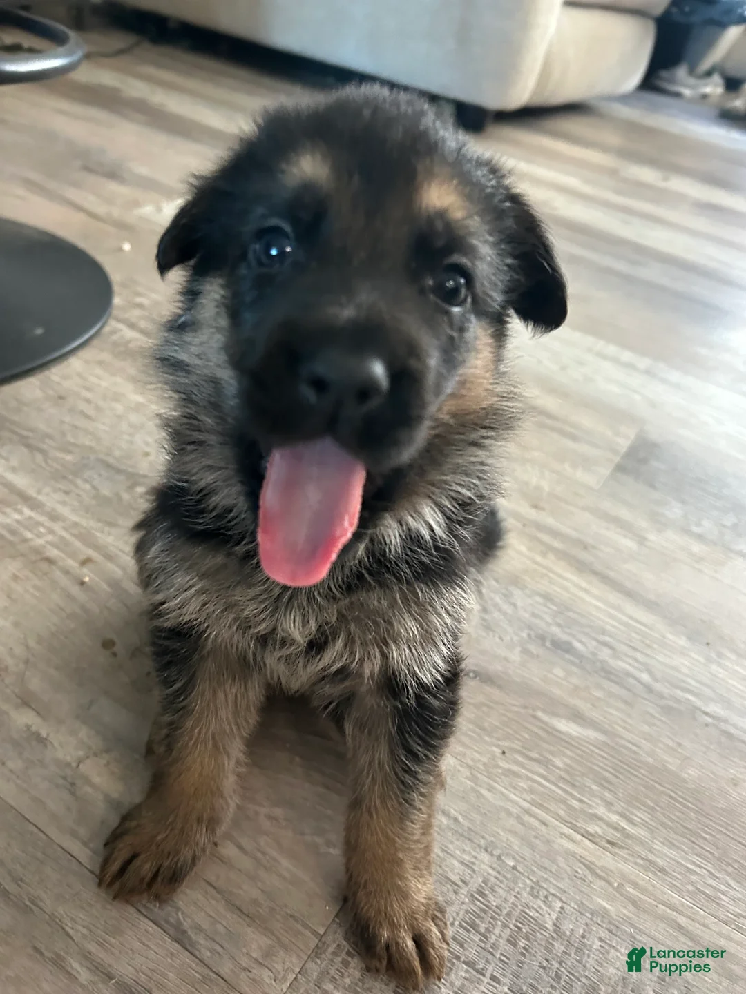 German Shepherd dogs for sale: Lima bean  - Ad 1