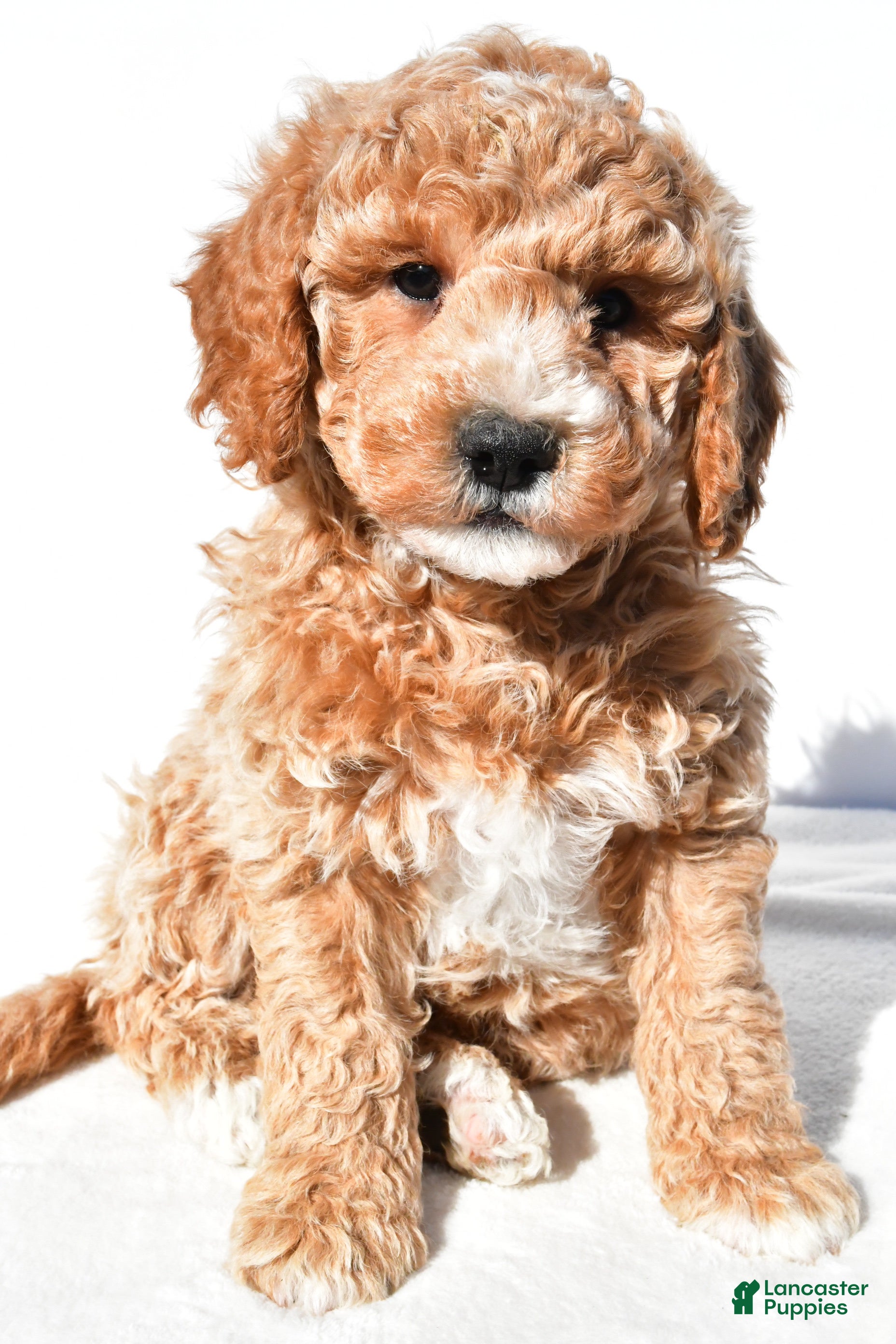 Mini Goldendoodle dogs Justin - Ad 1