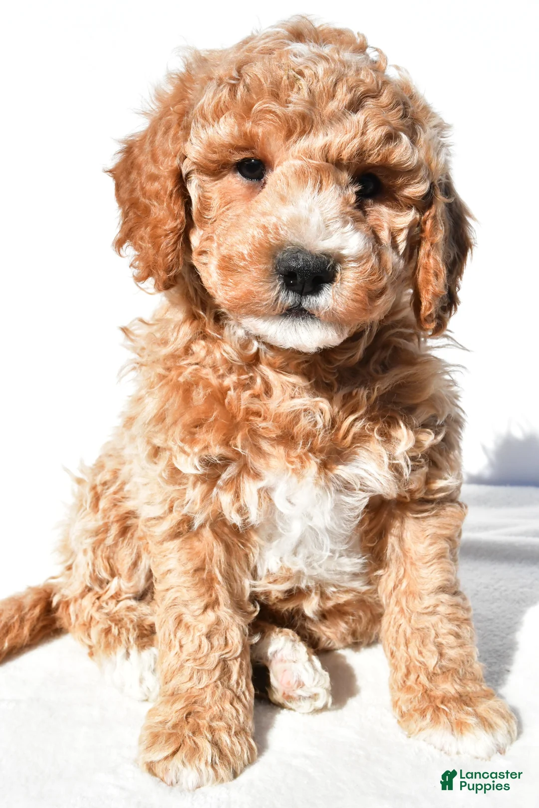 Mini Goldendoodle dogs for sale: Justin - Ad 1