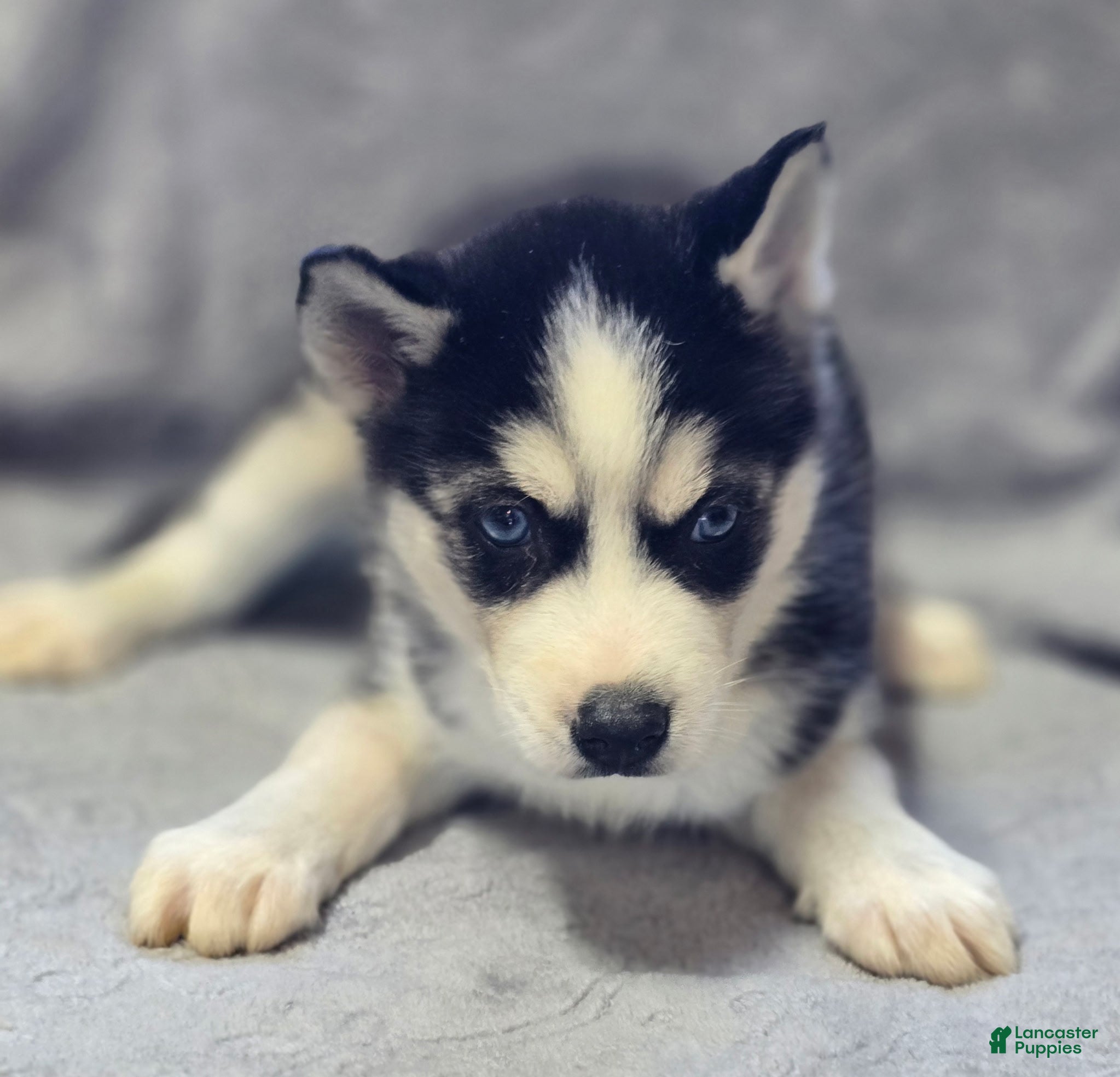 Siberian Husky dogs Siberian Husky Puppy 1 - Ad 1