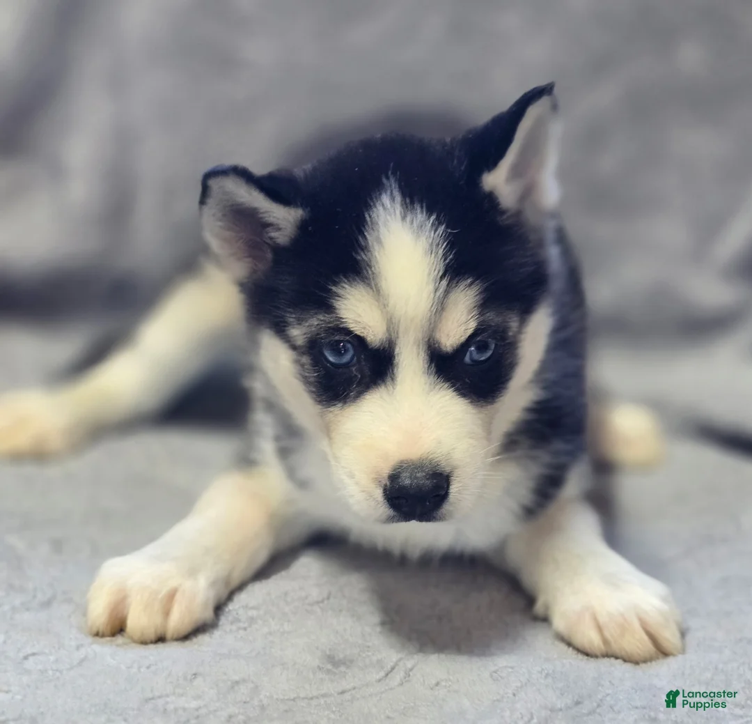 Siberian Husky dogs for sale: Siberian Husky Puppy 1 - Ad 1