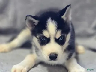 Siberian Husky dogs for sale: Siberian Husky Puppy 1 - Ad 1