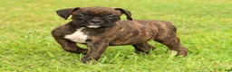 Boxer dogs for sale: Ebony - Ad 6