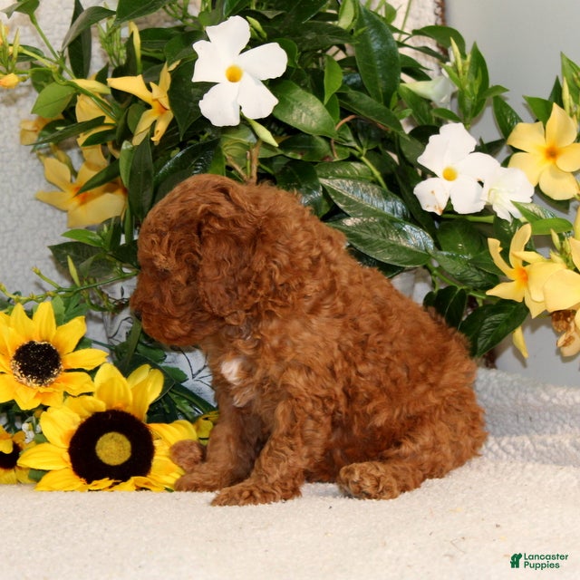 Mini Goldendoodle dogs for sale: Vlad - Ad 4