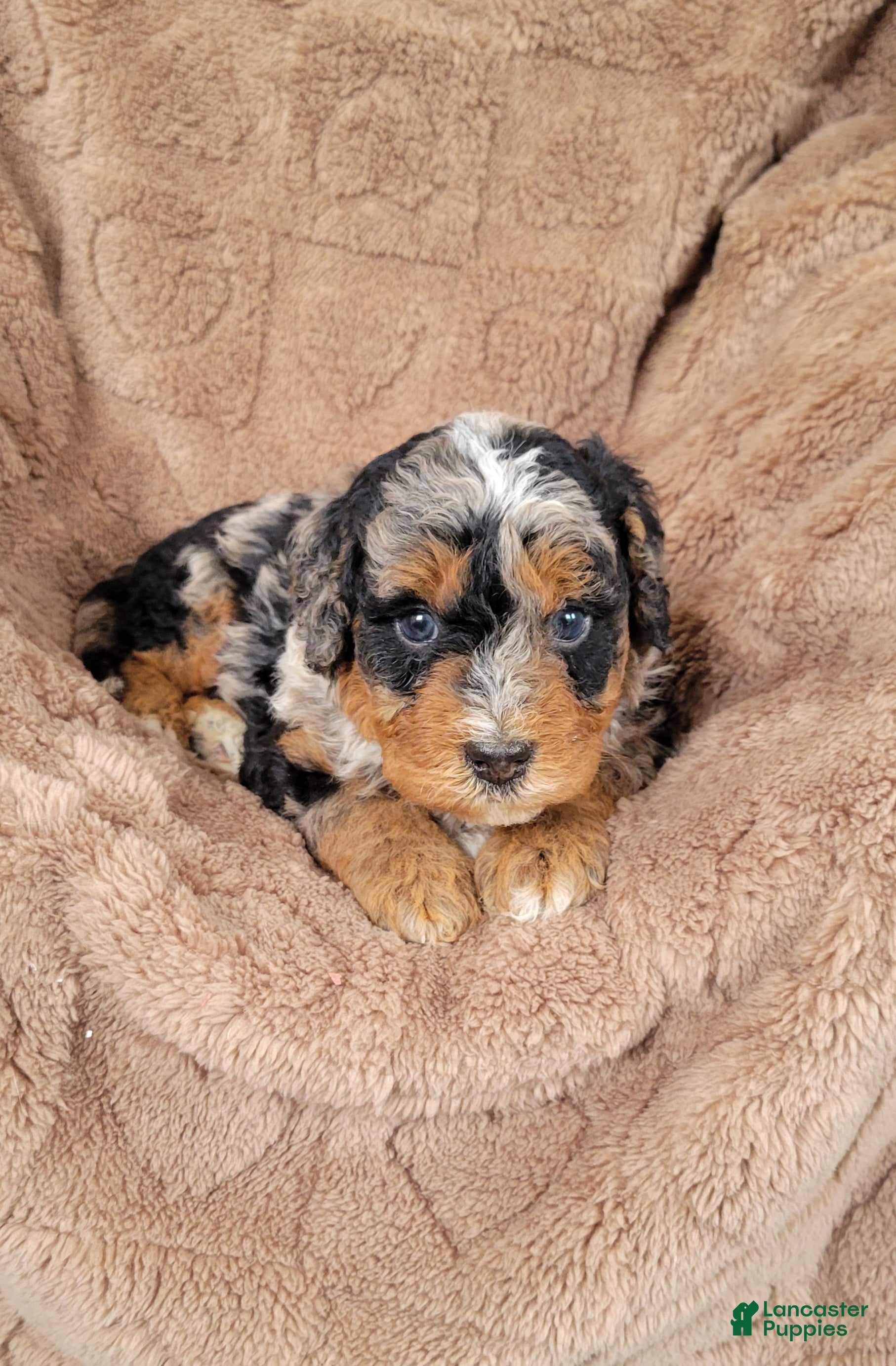 Mini Bernedoodle dogs Gus - Ad 1