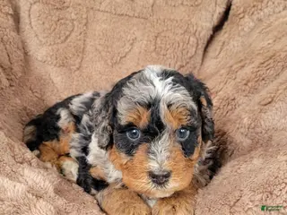 Mini Bernedoodle dogs for sale: Gus - Ad 1