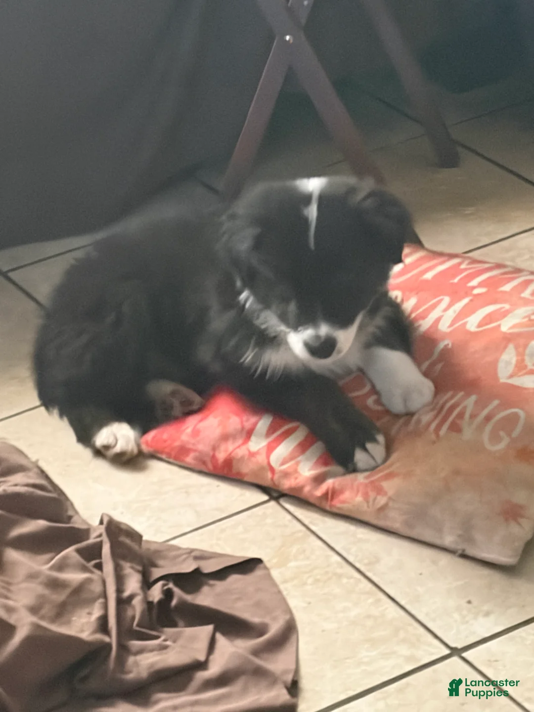Border Collie dogs for sale: Border Collie 2 - Ad 2