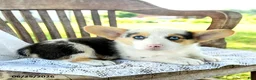 Welsh Corgi Pembroke dogs for sale: Renee - Ad 3