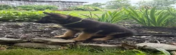 German Shepherd dogs for sale: Buttercup - Ad 5