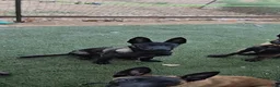 Belgian Malinois dogs for sale: Blue Collar Boy  - Ad 9