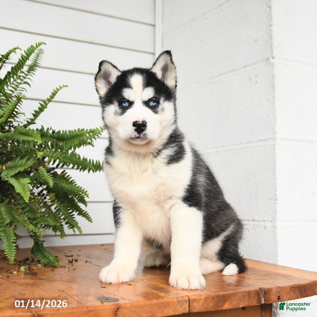 Gerberian Shepsky dogs for sale: Griffin - Ad 2