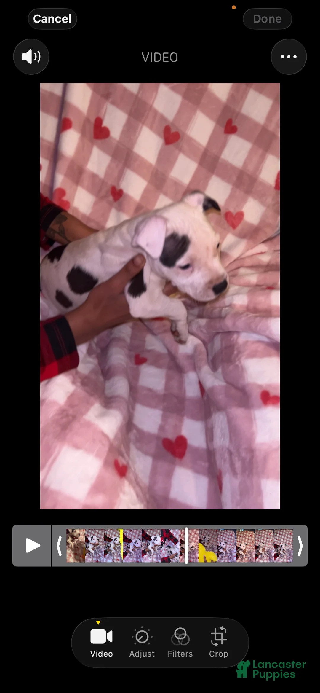 American Pit Bull Terrier dogs for sale: Star - Ad 5