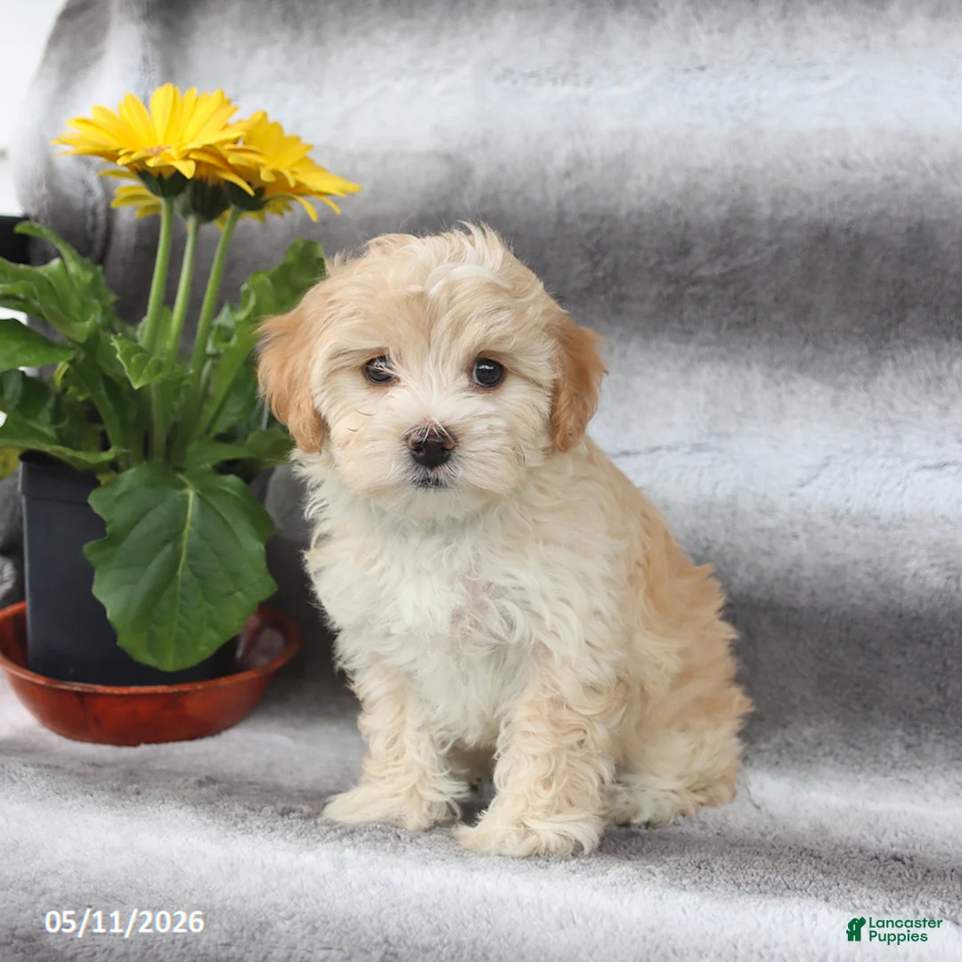 Maltipoo dogs for sale: Sadie - Ad 2