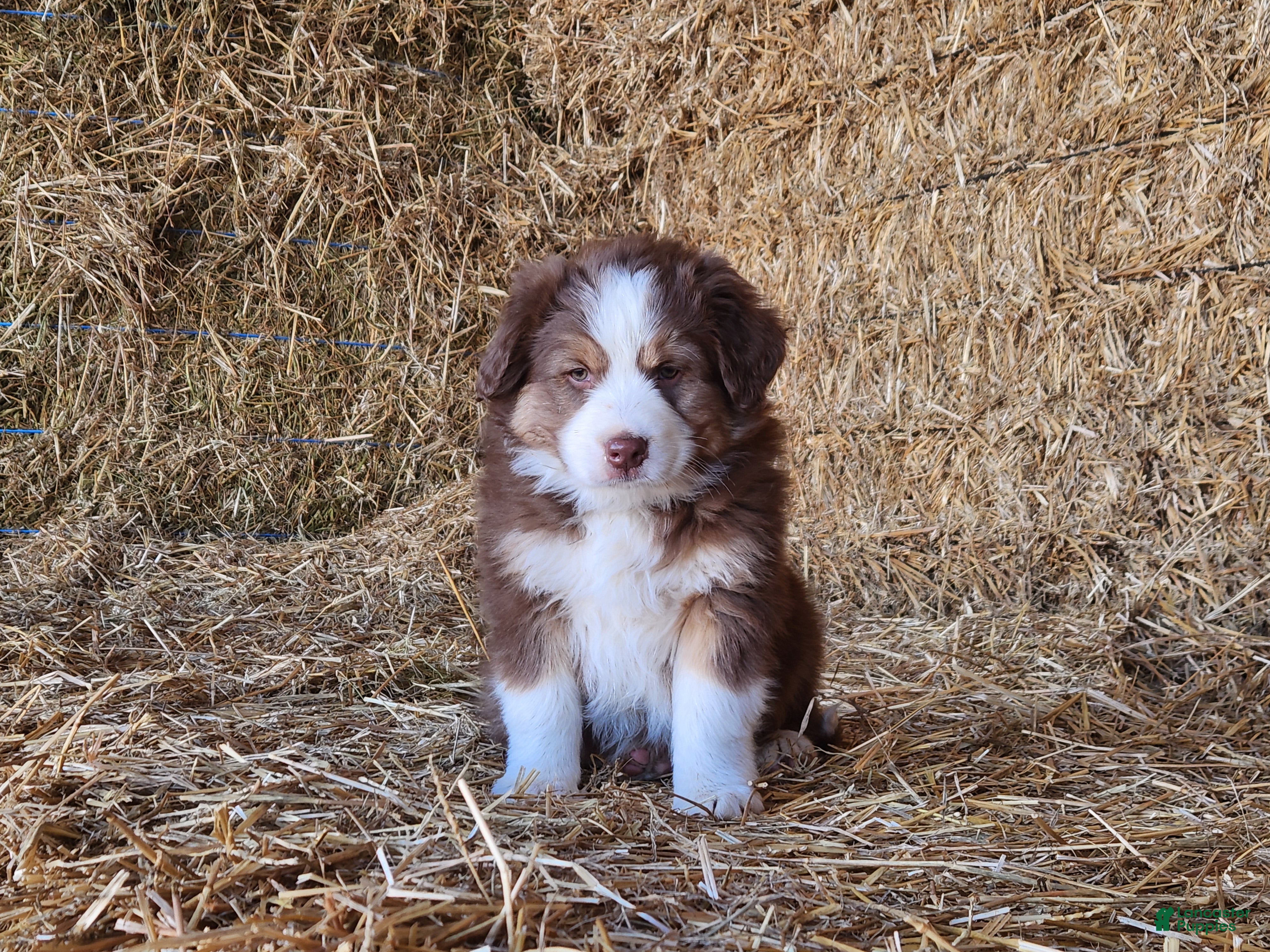 Mixed Breed dogs Balto - Ad 25