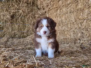 Mixed Breed dogs Balto - Ad 25