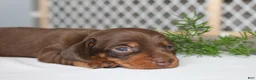 Miniature Dachshund dogs for sale: Jayde - Ad 4