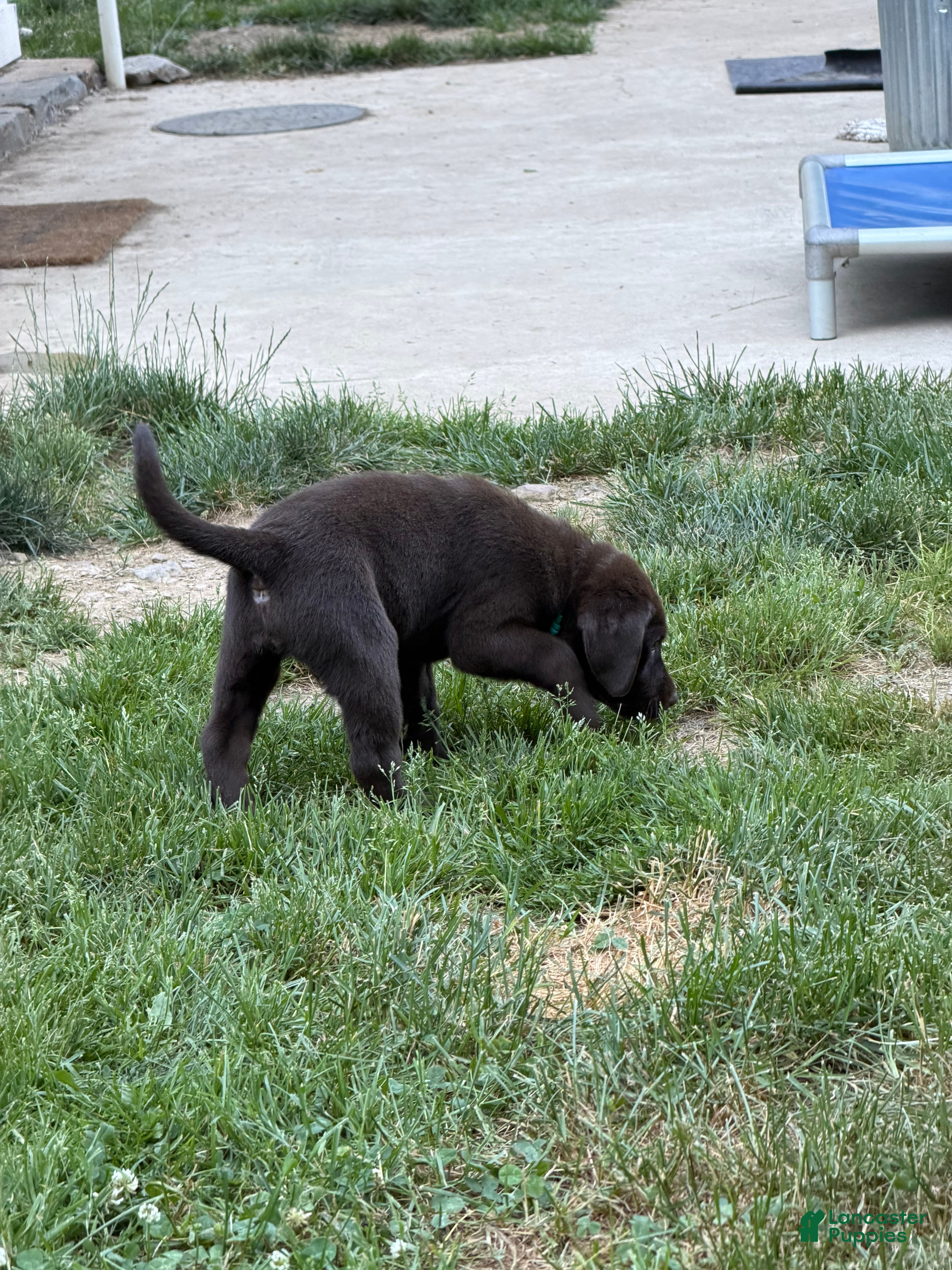 Labrador Retriever dogs Labrador Retriever 1 - Ad 2
