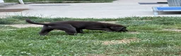 Labrador Retriever dogs for sale: Labrador Retriever 1 - Ad 2