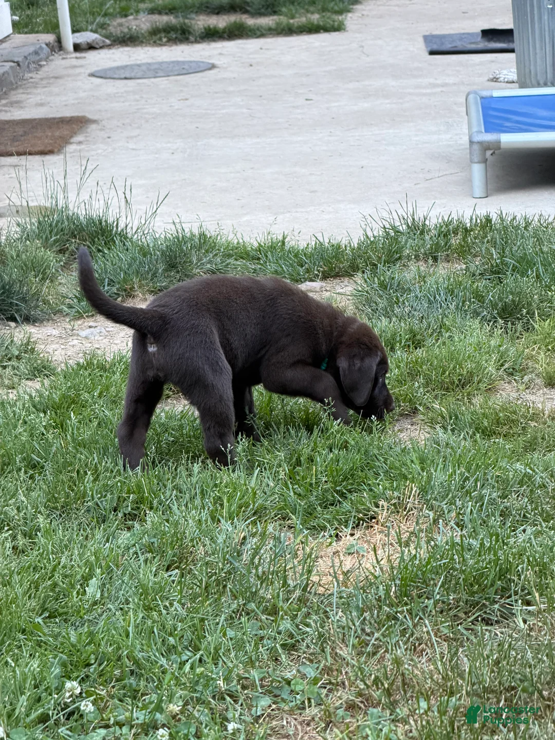 Labrador Retriever dogs for sale: Labrador Retriever 1 - Ad 2