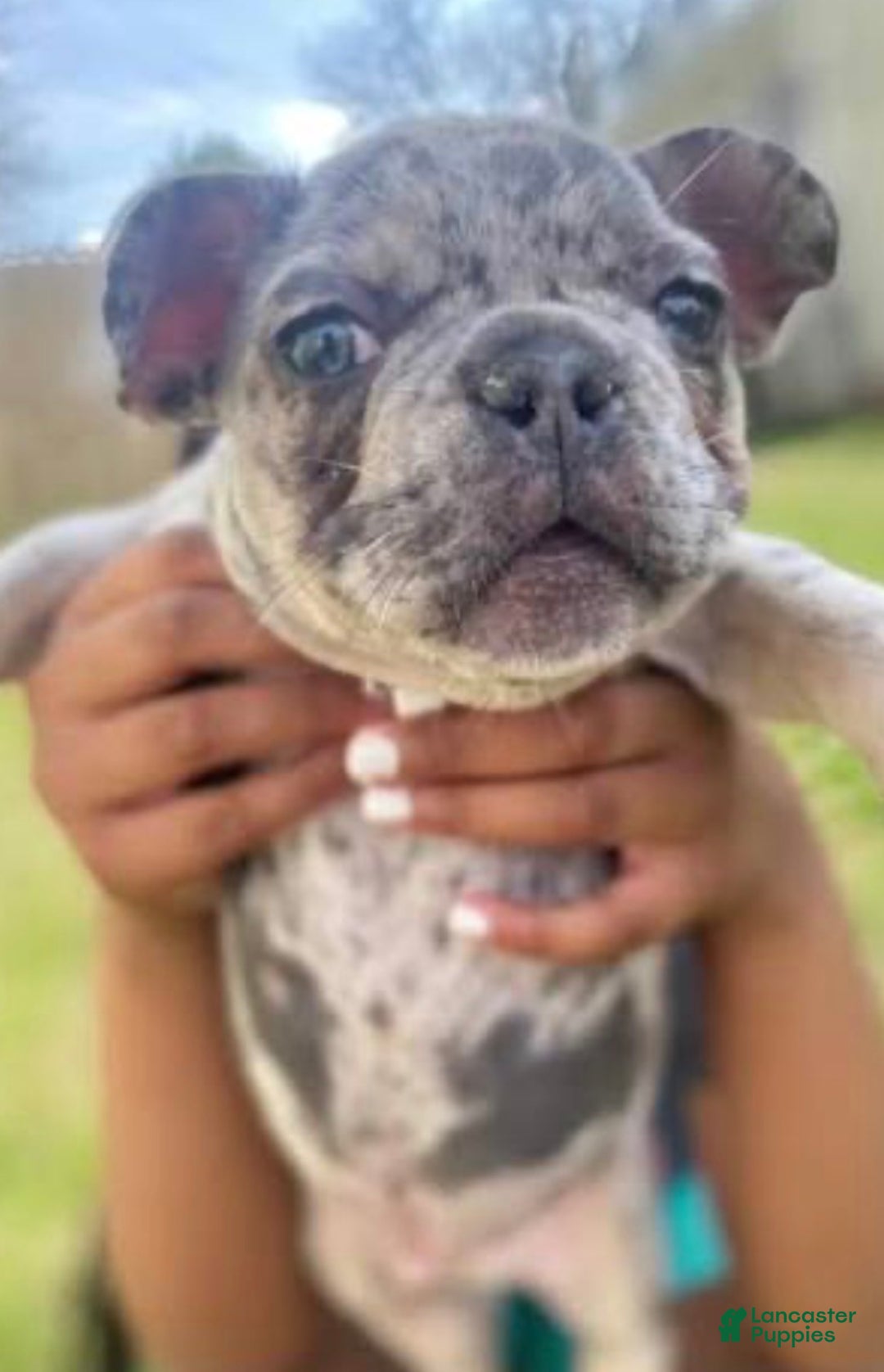 French Bulldog dogs for sale: French Bulldog Puppy 1 - Ad 1