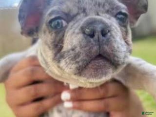 French Bulldog dogs French Bulldog Puppy 1 - Ad 33