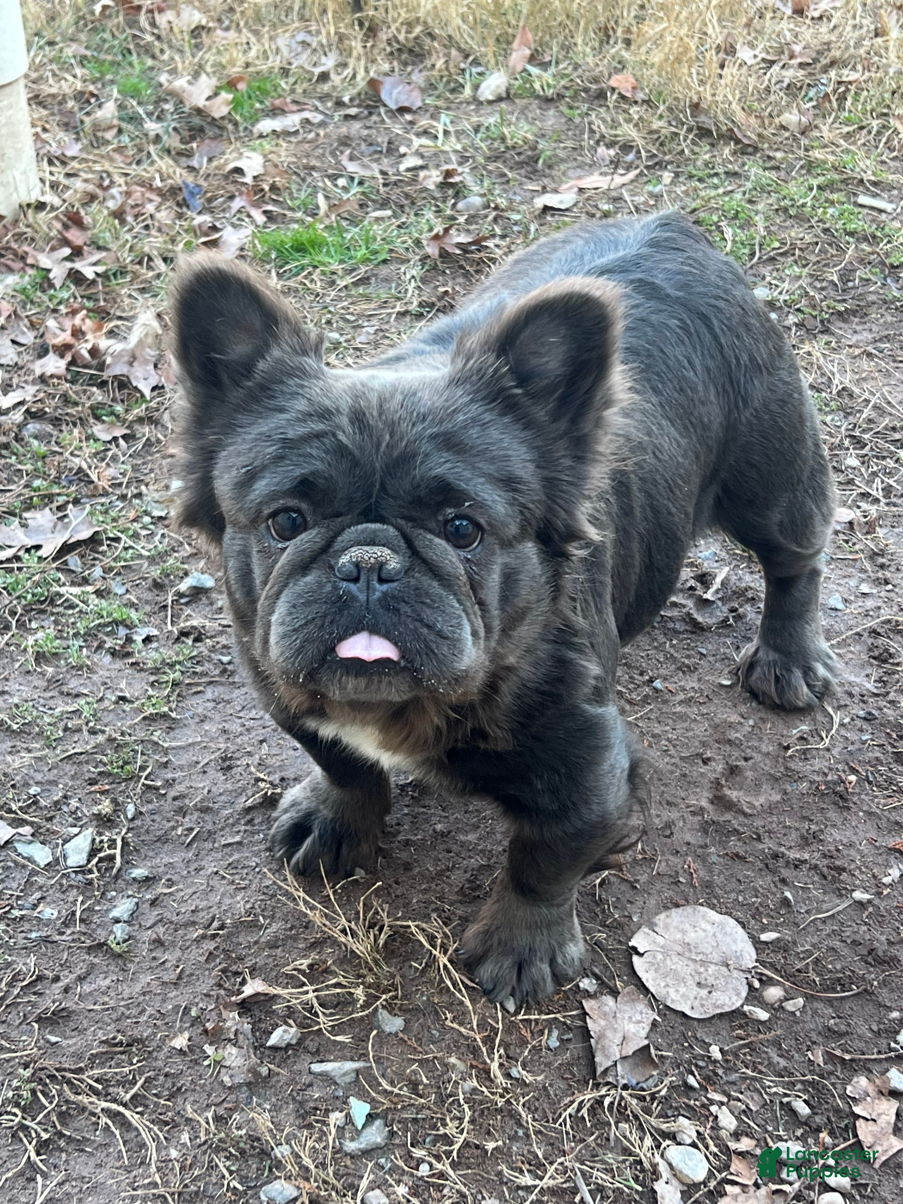 French Bulldog dogs French Bulldog Puppy 2 - Ad 34