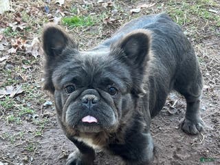 French Bulldog dogs French Bulldog Puppy 2 - Ad 41