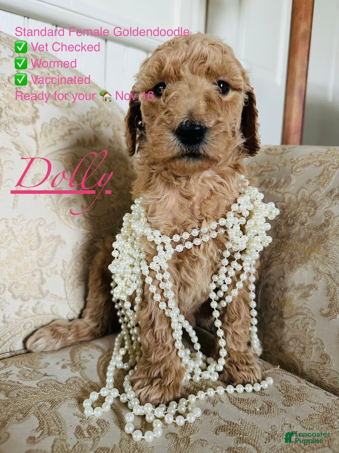 Mixed Breed dogs for sale: Mixed Breed Puppy 3 - Ad 1