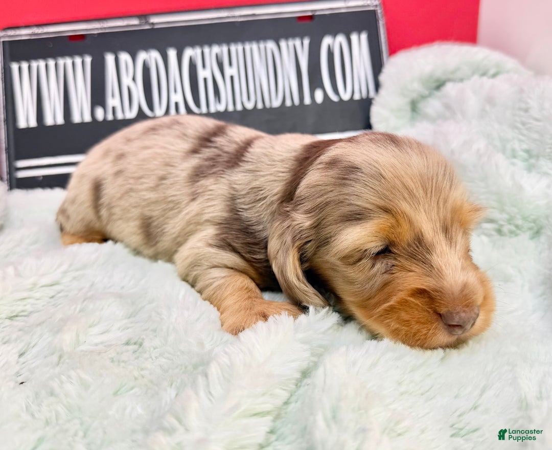 Miniature Dachshund dogs for sale: Champion bred Russian  - Ad 4