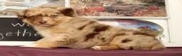 Miniature Australian Shepherd dogs for sale: Shamrock - Ad 3