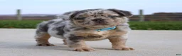 French Bulldog dogs for sale: Boe - Ad 2