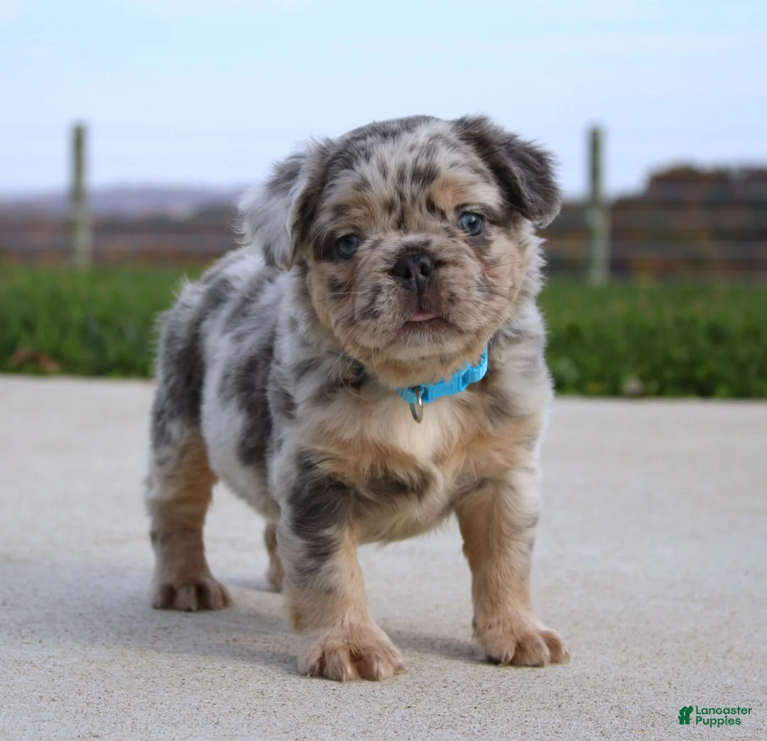 French Bulldog dogs for sale: Boe - Ad 2