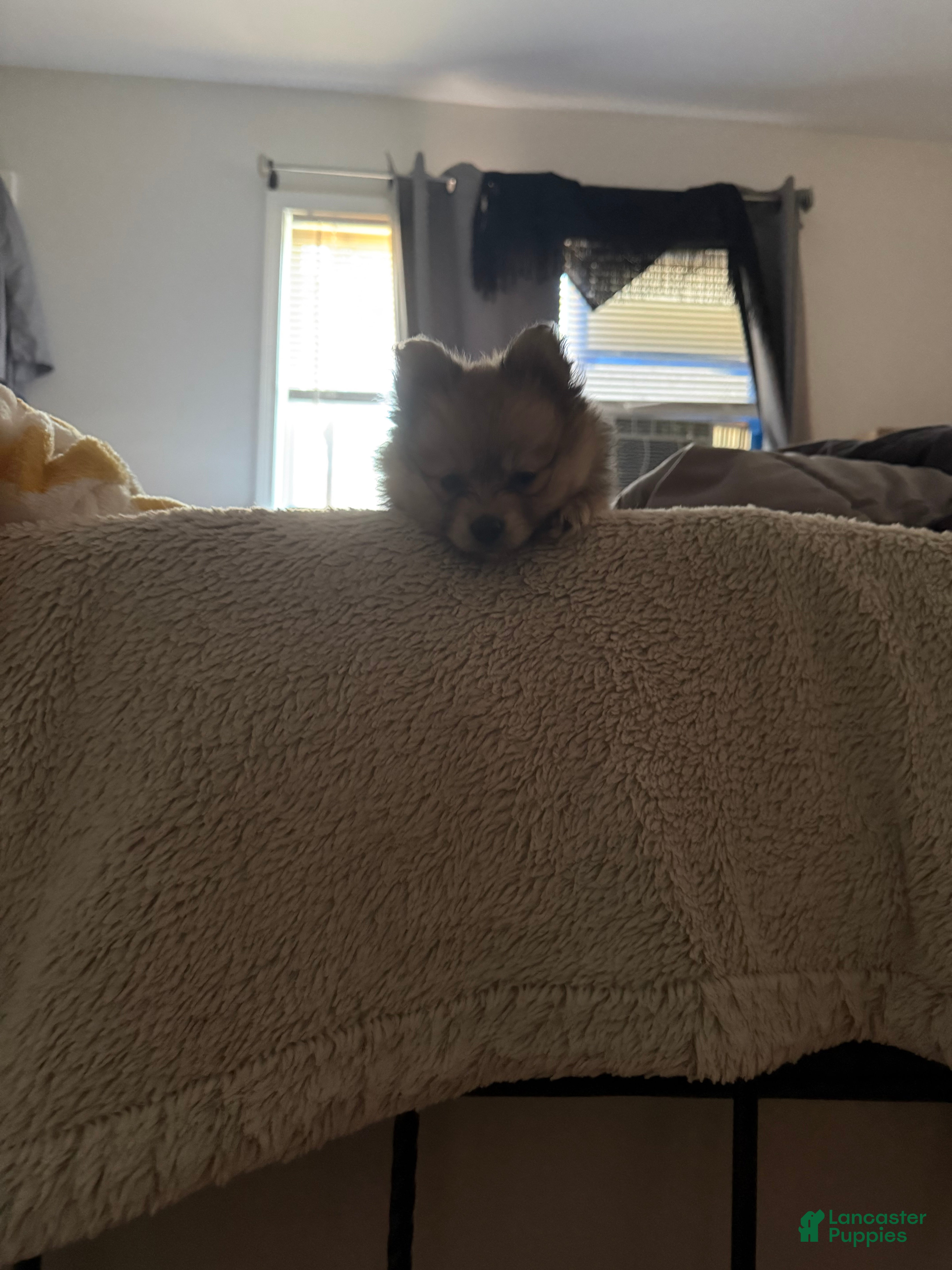 Pomeranian dogs Pomeranian 4 - Ad 18