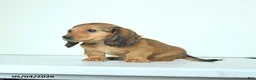 Miniature Dachshund dogs for sale: Darlene - Ad 3