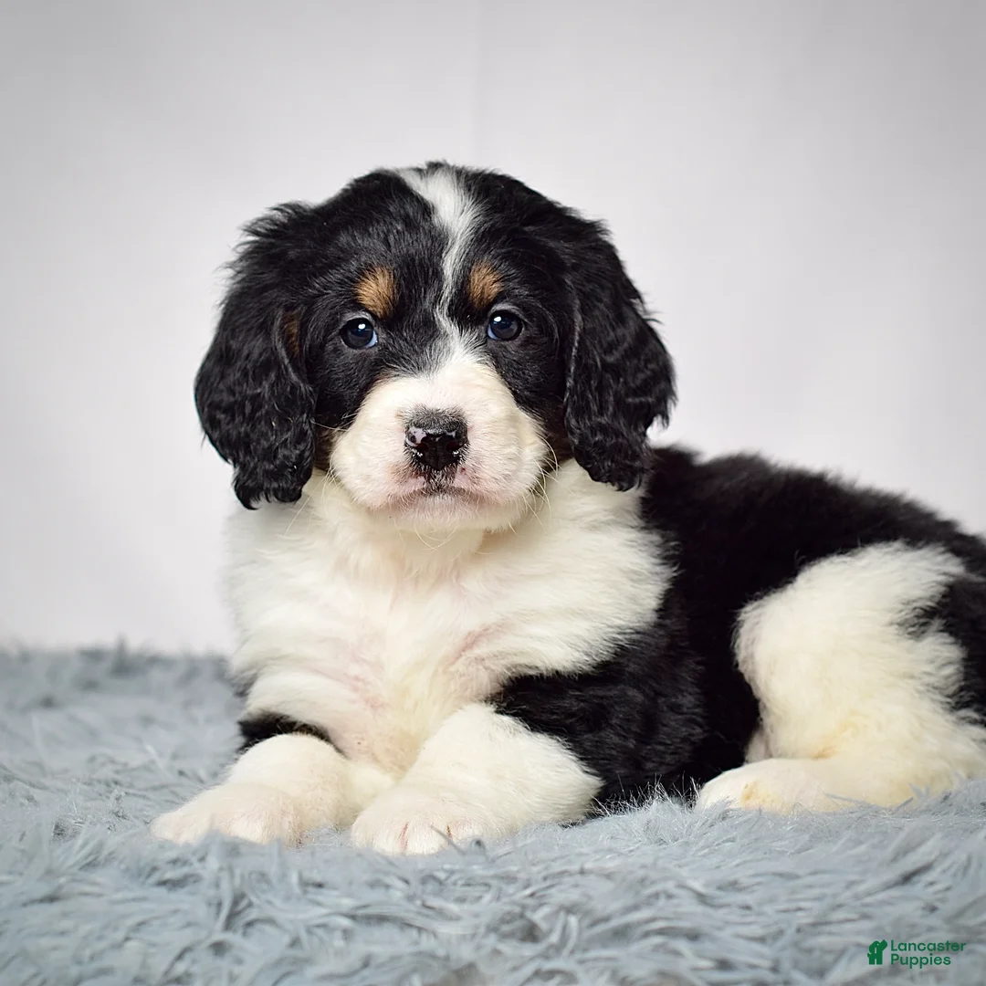Bernedoodle dogs for sale: Ms. Valerie - Ad 4