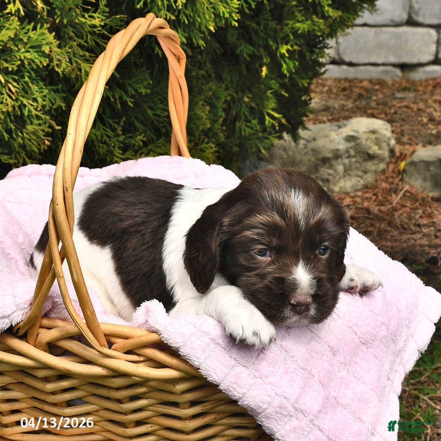 English Springer Spaniel dogs Evelyn - Ad 2