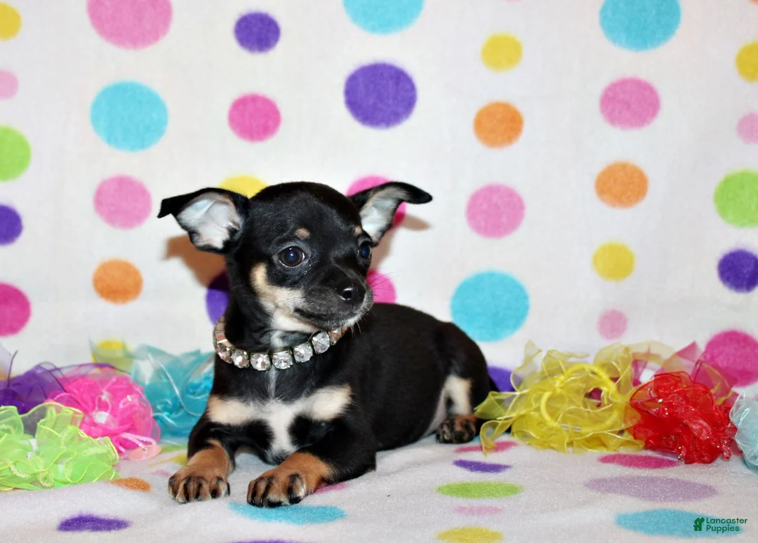 Chihuahua dogs for sale: Marty - Ad 1