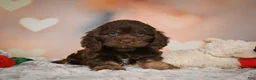 Cockapoo dogs for sale: Scarlet - Ad 11