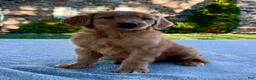 Golden Retriever dogs for sale: Luke - Ad 3