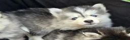 Pomsky dogs for sale: Grey mini - Ad 3