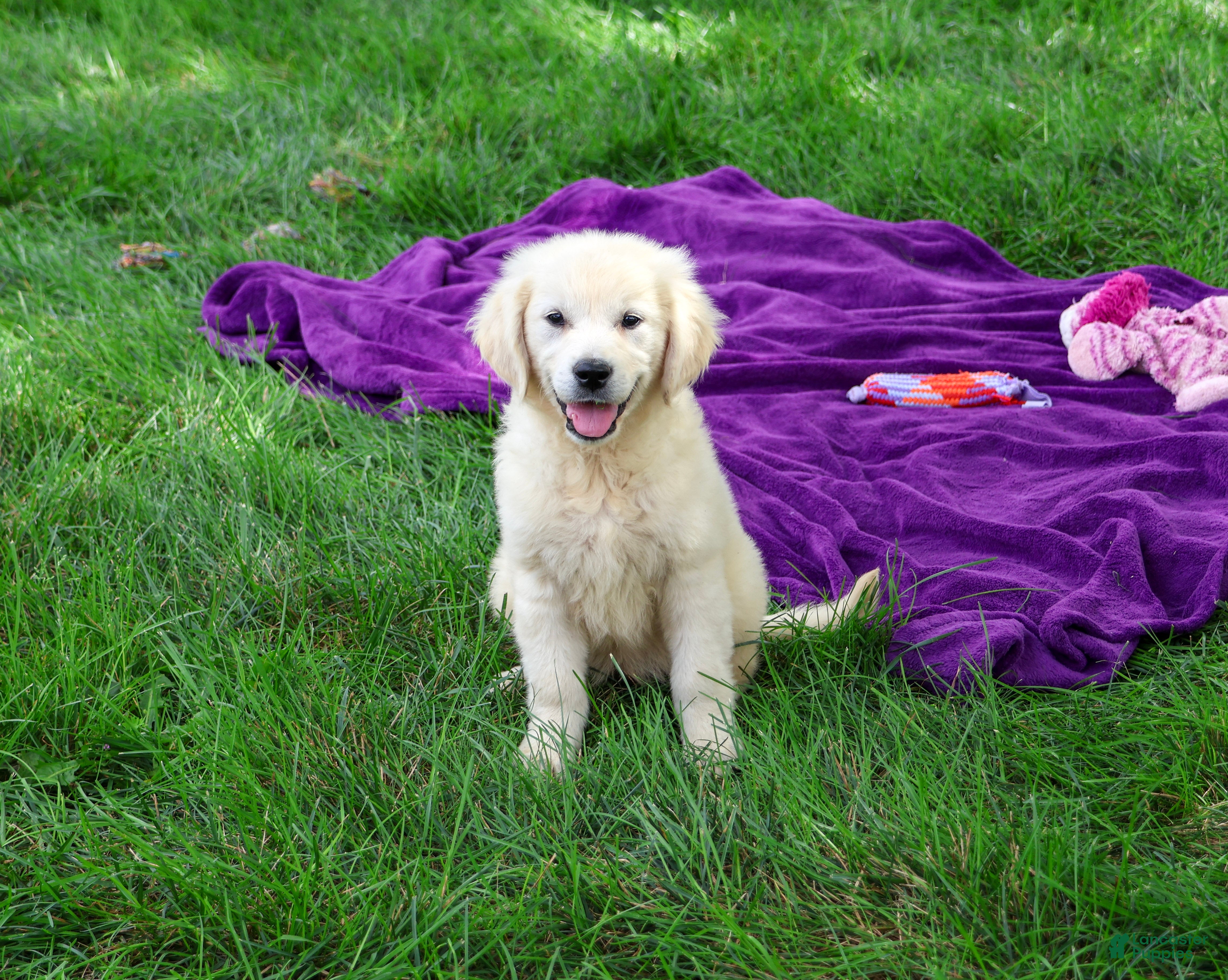 Golden Retriever dogs Tallulah - Ad 34