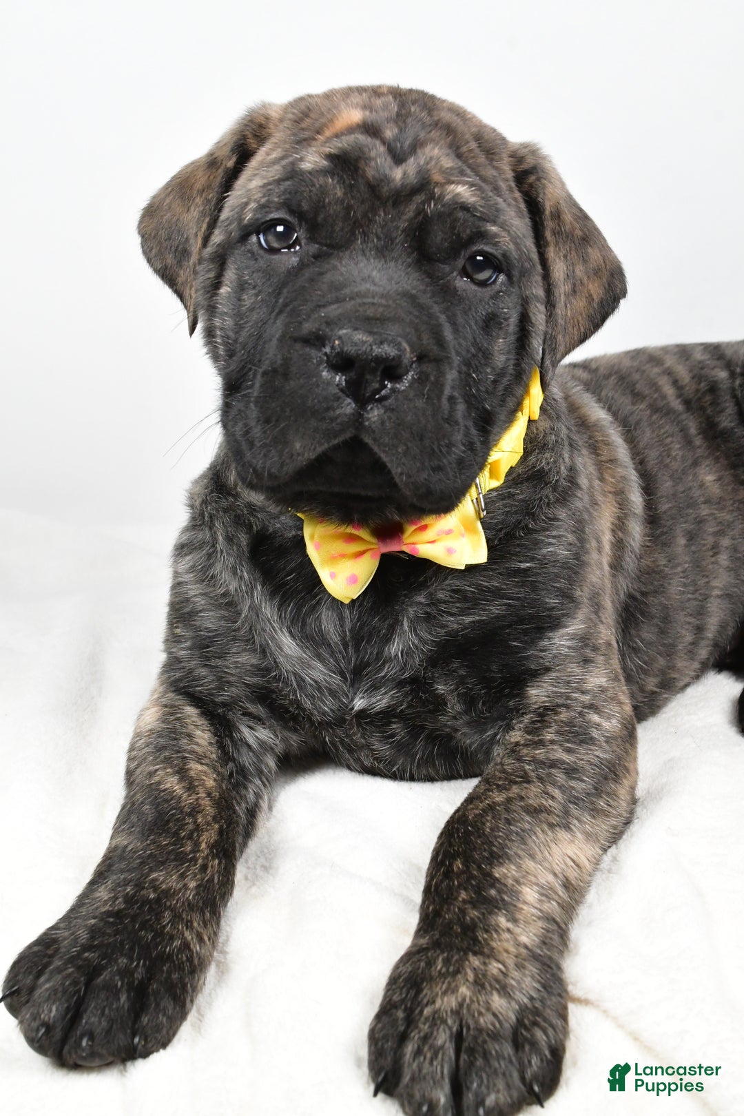 English Mastiff dogs for sale: Sheldon - Ad 3