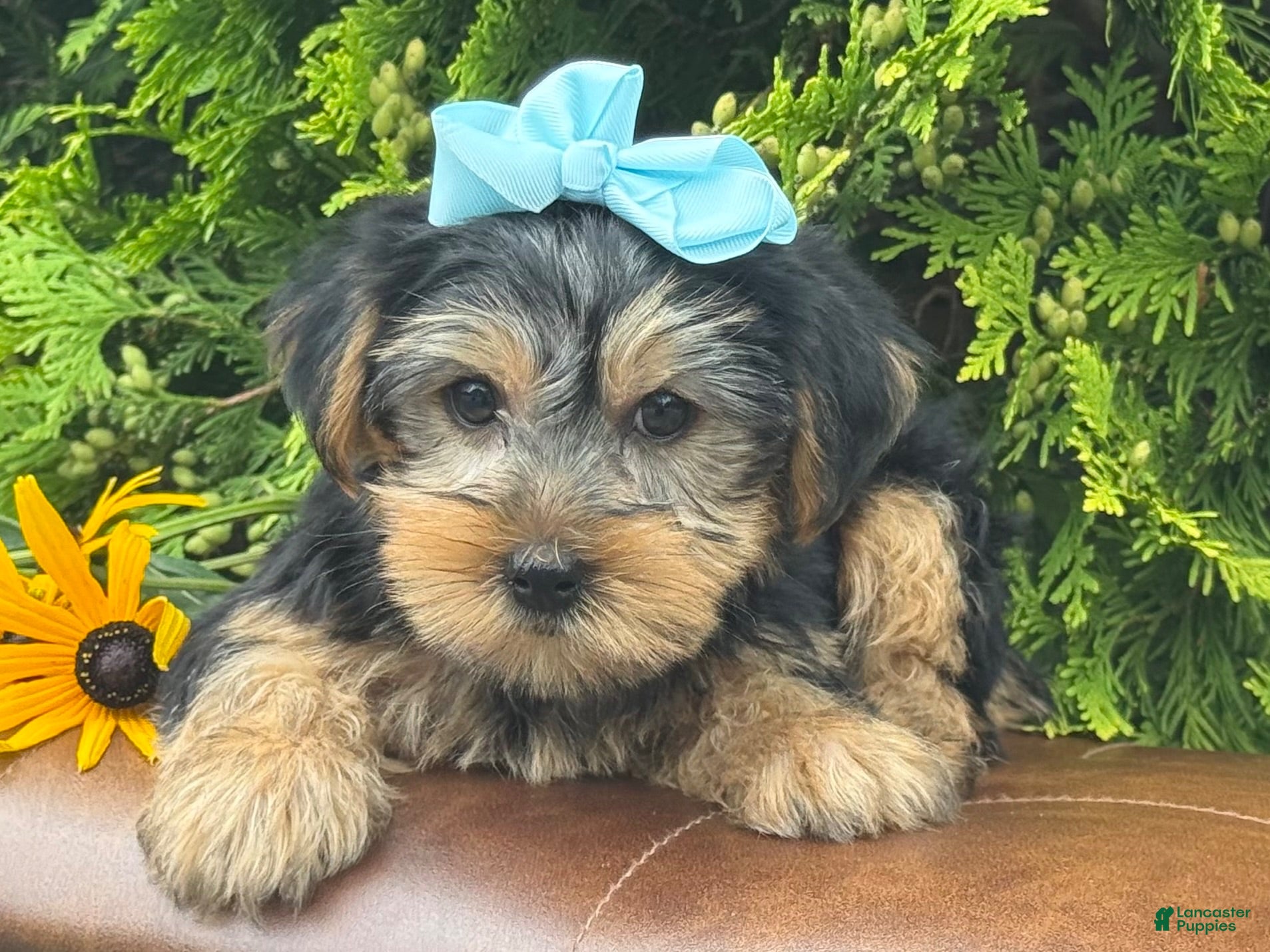 Yorkshire Terrier dogs Misty - Ad 1