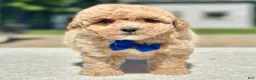 Maltipoo dogs for sale: Marshall  - Ad 1