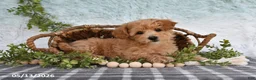 Bichpoo dogs for sale: Harmony - Ad 3