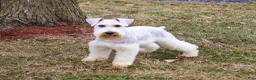 Miniature Schnauzer dogs for sale: Alex  - Ad 4