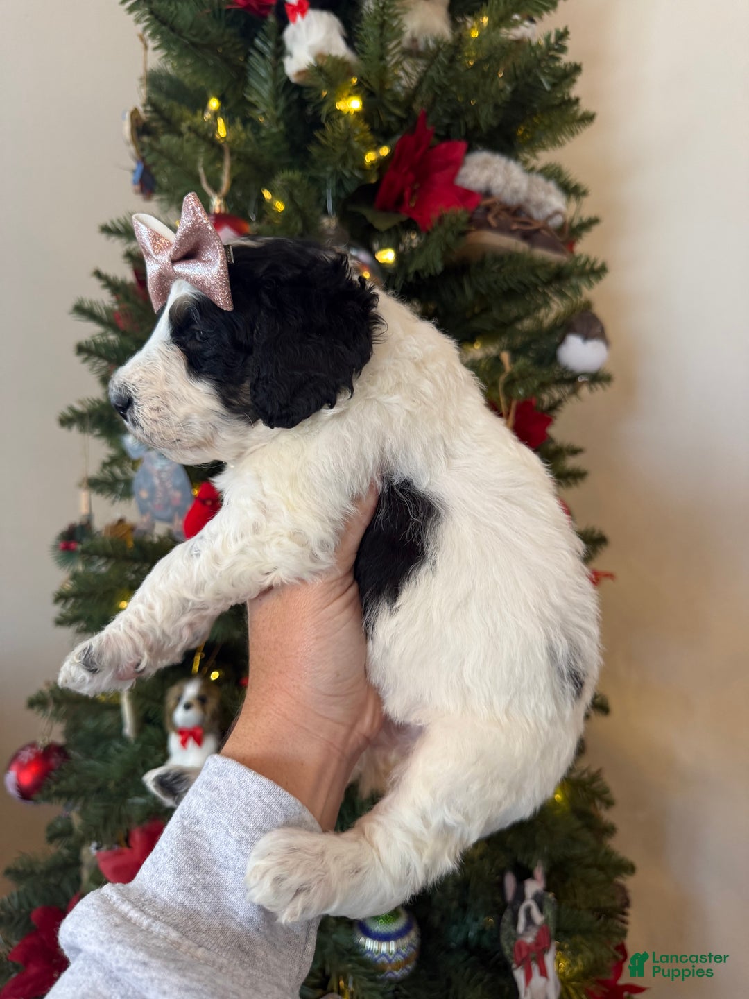 Mixed Breed dogs for sale: Farah - Ad 4